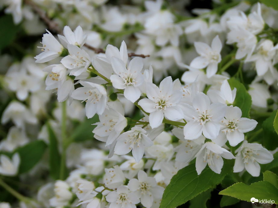 Karcsú gyöngyvirágcserje