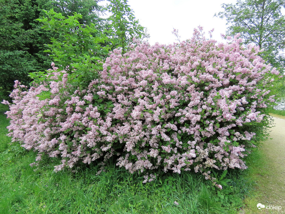 Törpe orgona a Csónakázó-tó szigetén