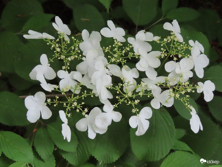 Redős levelű bangita