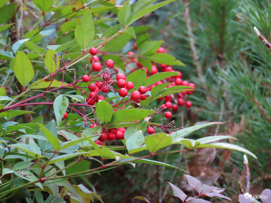 Vidám színfolt egy kertben
