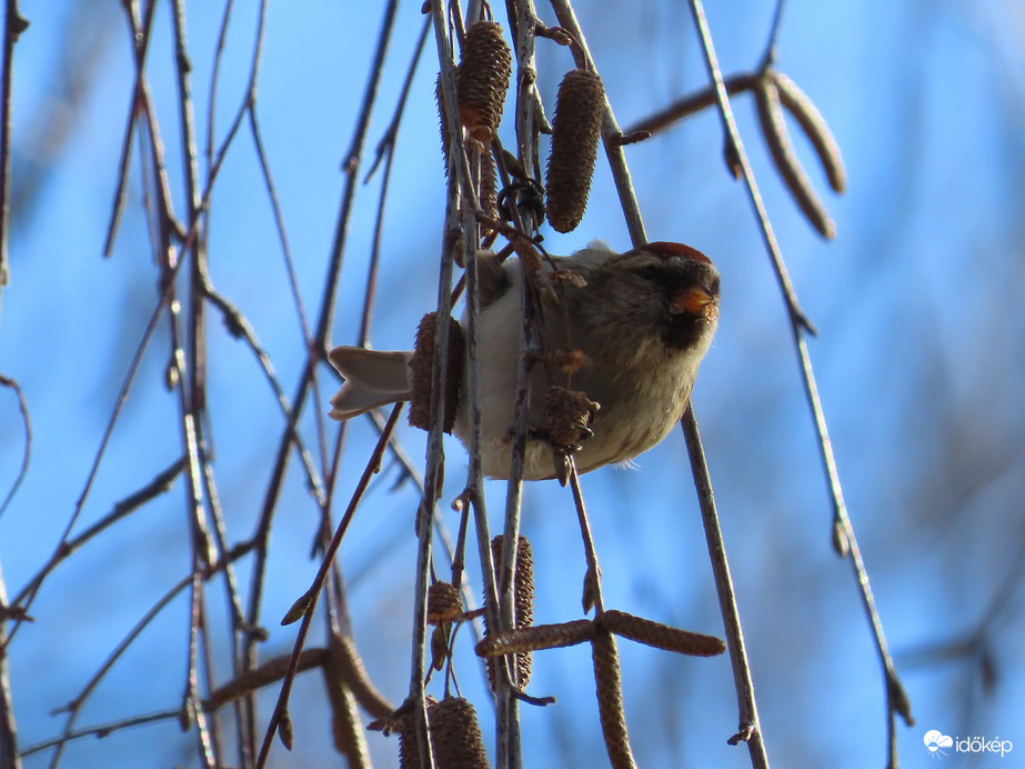 Már sokat megettem belőle