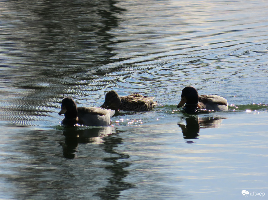 Récék a fénylő tavon