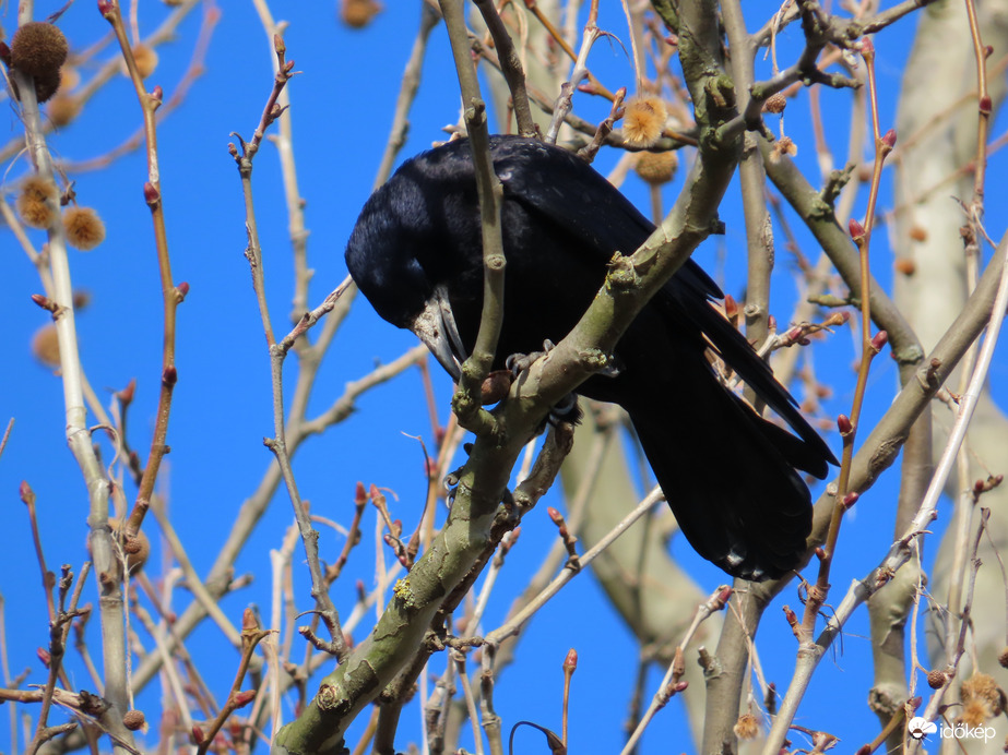 Itt nyugodtan megehetem!