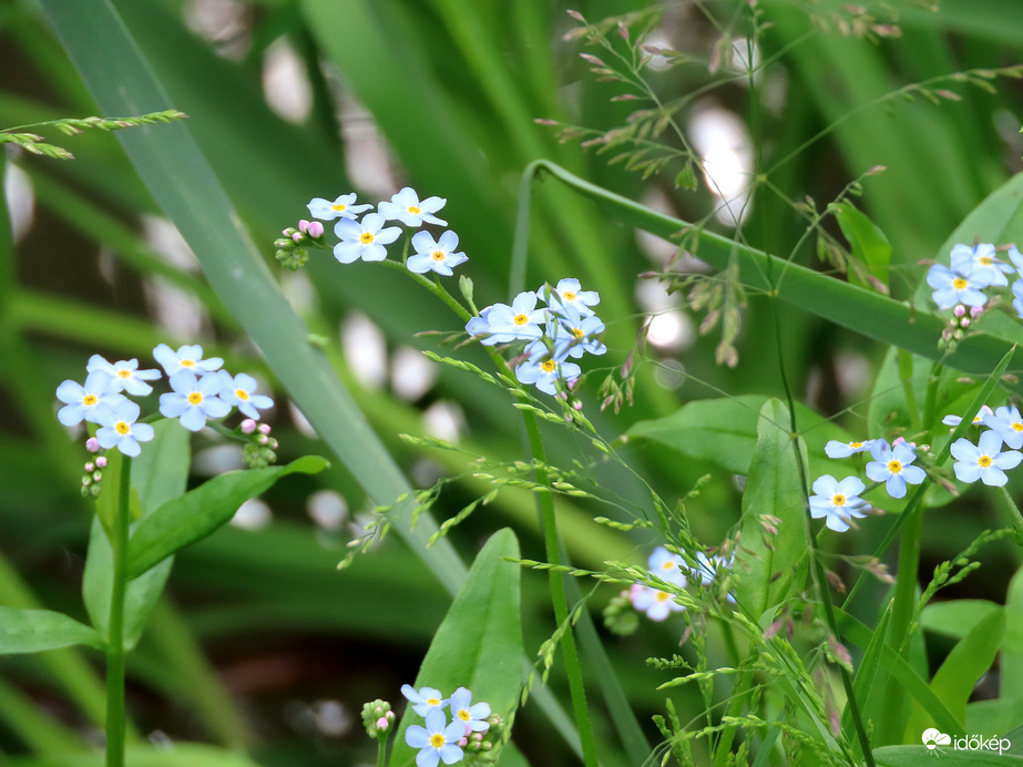 Mocsári nefelejcs a patakparton