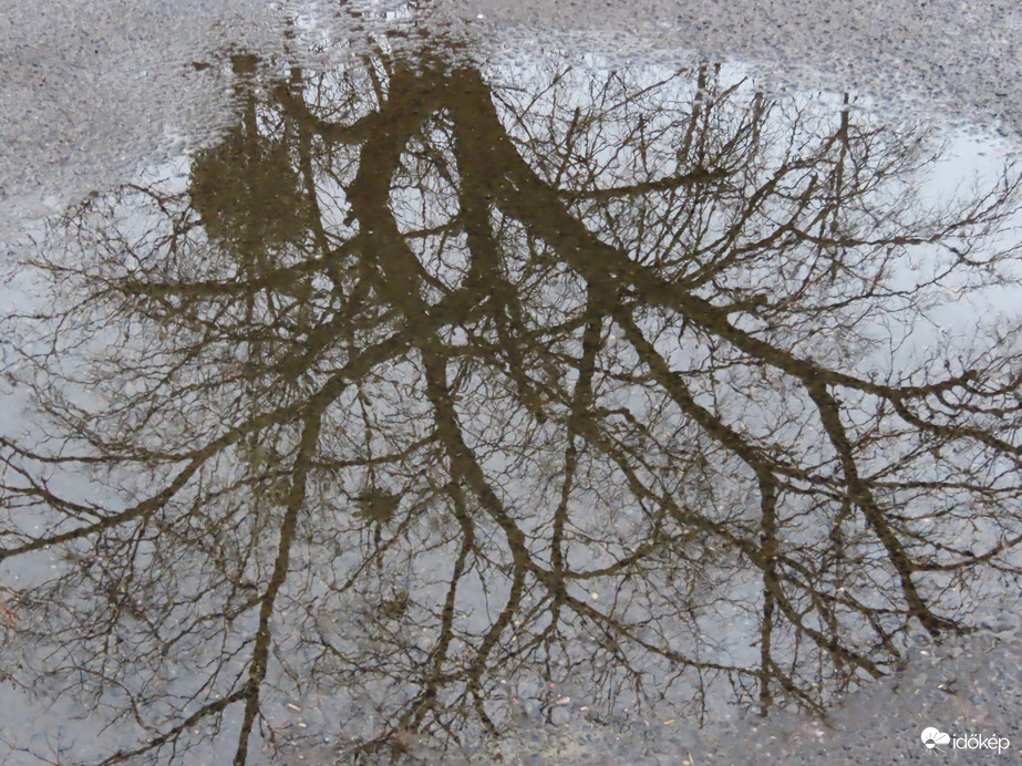 A pocsolya tükrében