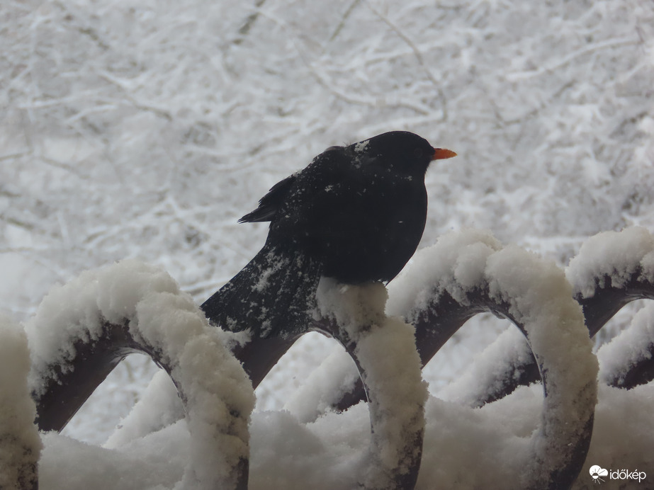 A hóesésben is idetaláltam
