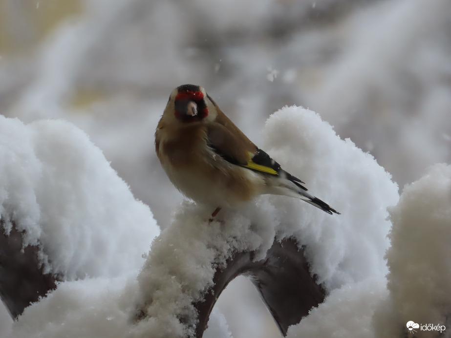 Itt minden havas! Jó helyre jöttem?