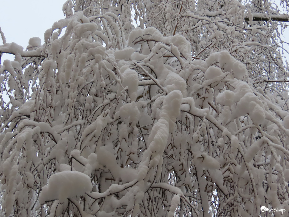 Nyírfa téli pompában
