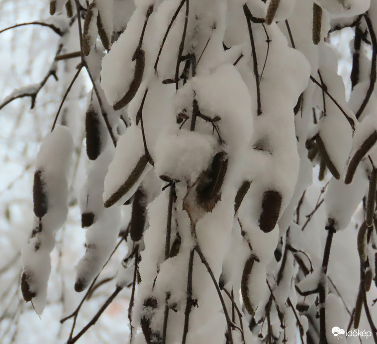 Nyírfaágak hóba csomagolva
