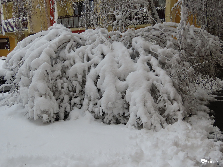 Meghajolt a hó súlya alatt