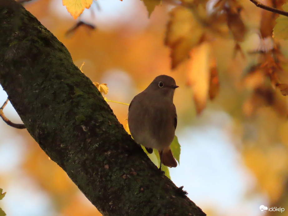 Faágon ugráló Rozsdafarkú