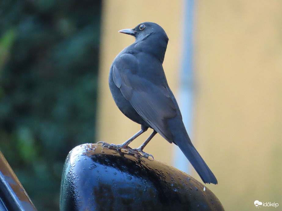 Szoborrá változtam!