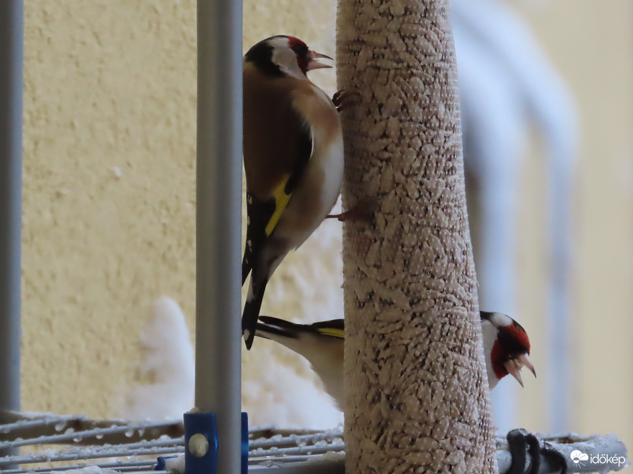 Délután is éhesek voltak