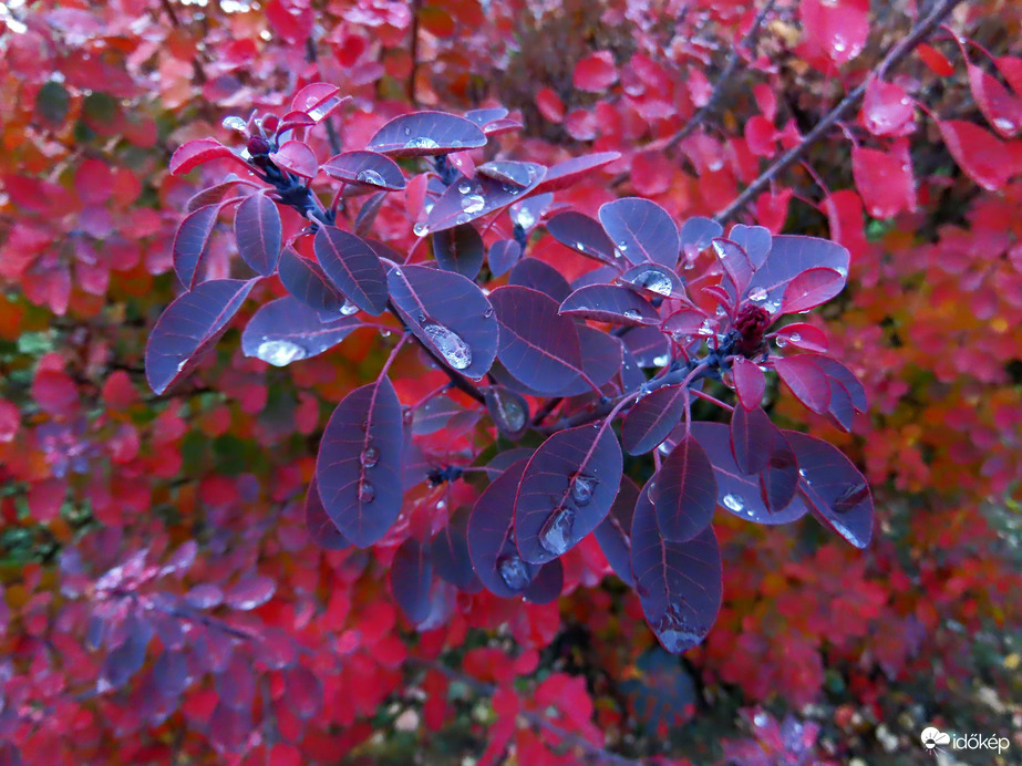 Az eső nyomai a cserszömörcén