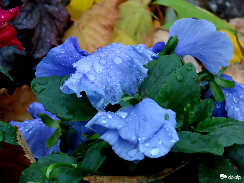 Az árvácskák fejet hajtottak az eső előtt