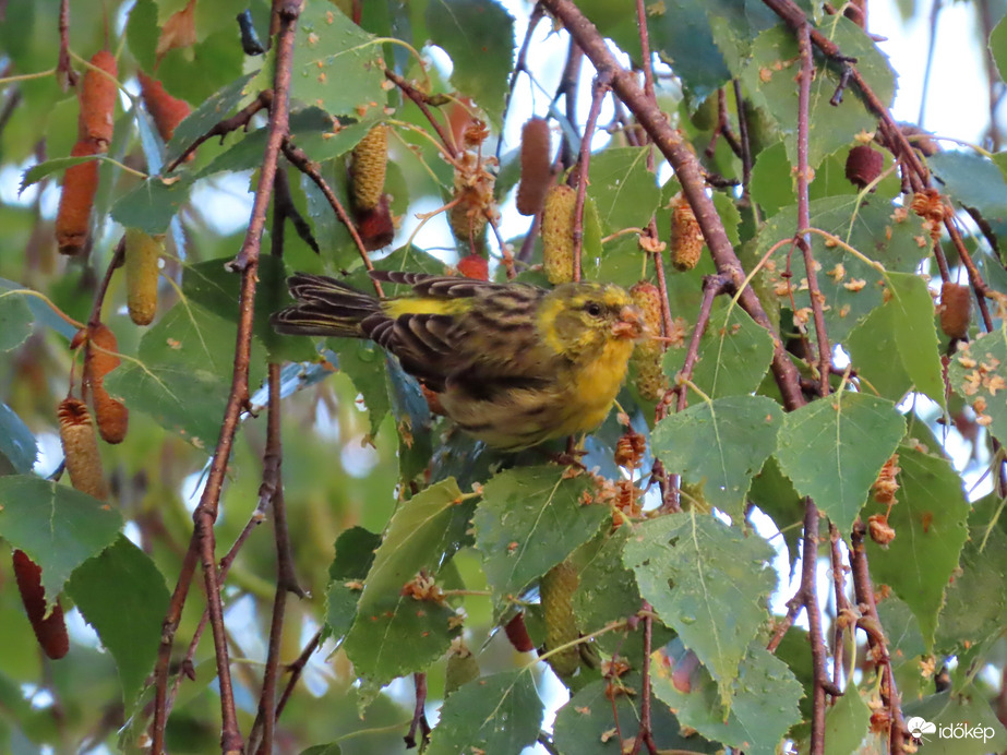 Reggeliző Csicsörke