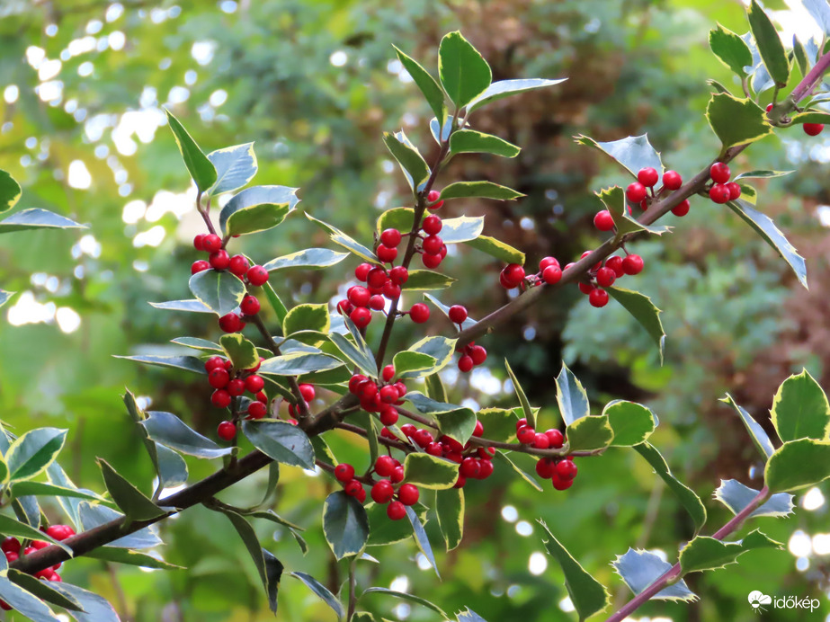 Őszi délután a Kámoni Arborétumban