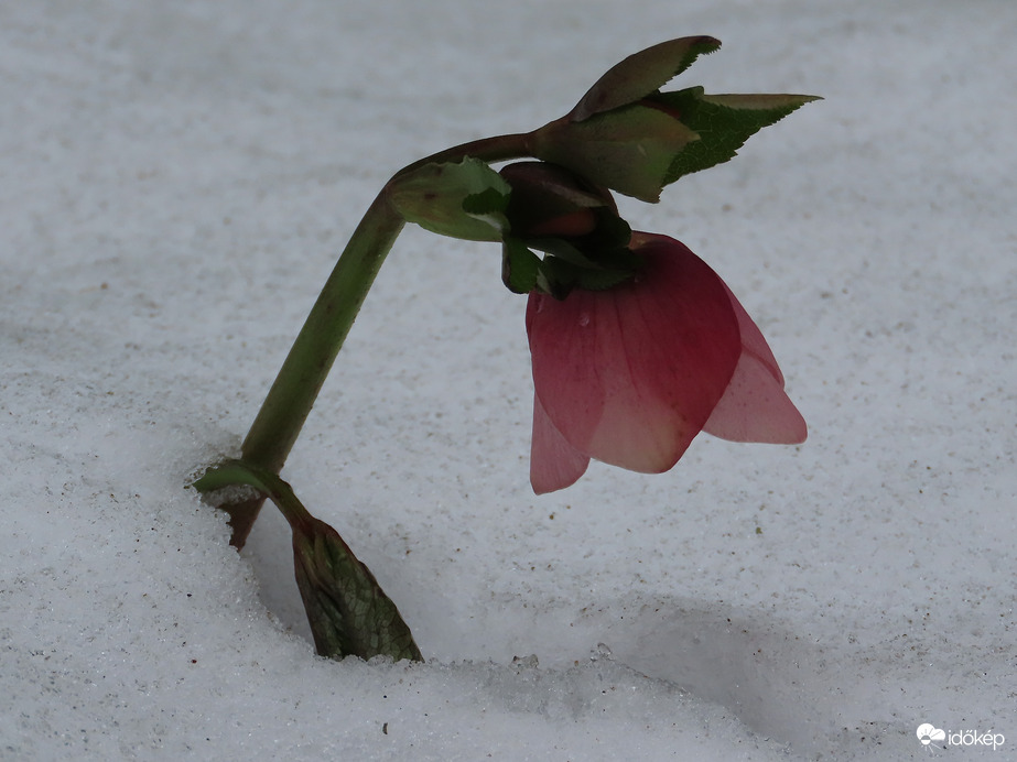 Kibújtam a hó alól