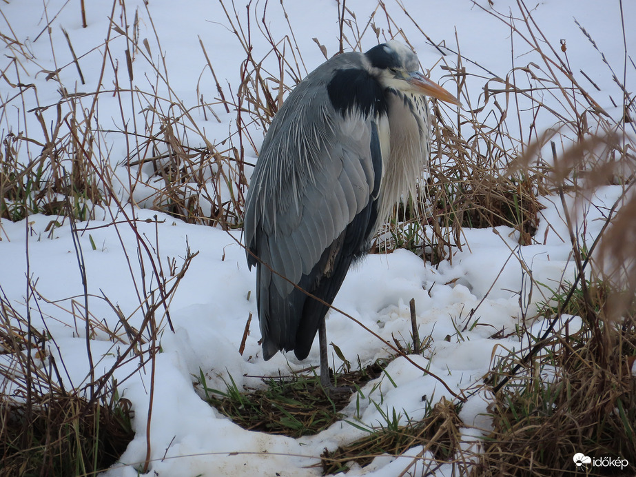 Álmosító ez a havas idő!