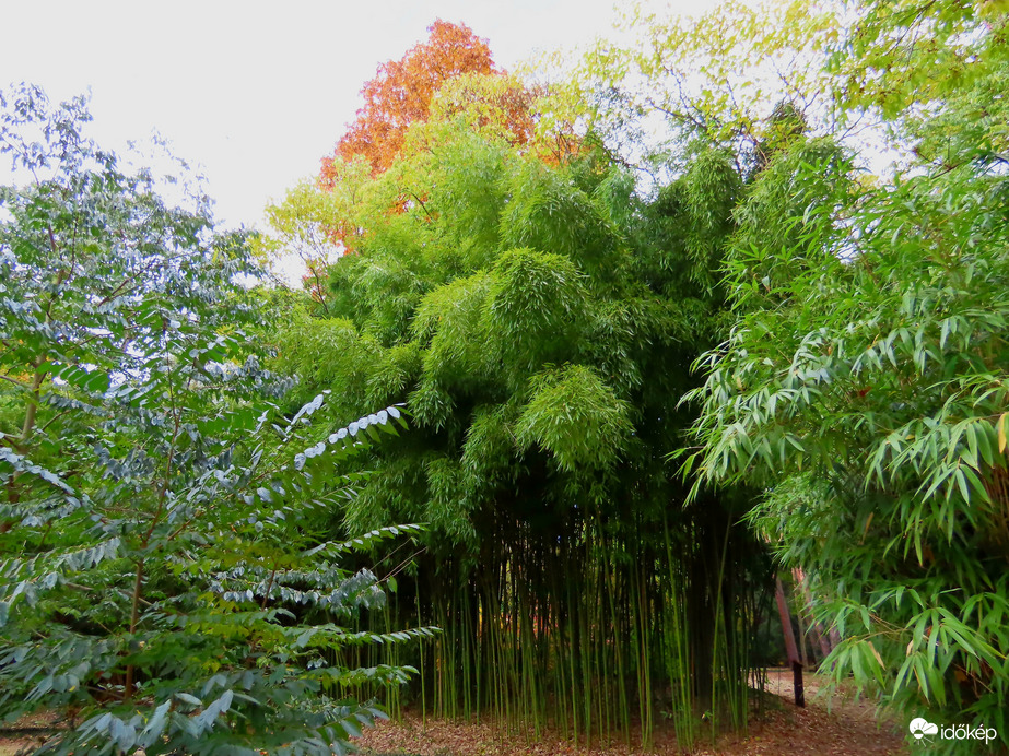Őszi délután a Kámoni Arborétumban