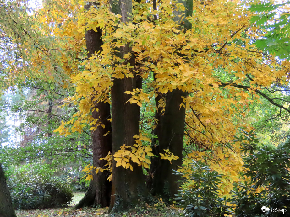 Őszi délután a Kámoni Arborétumban