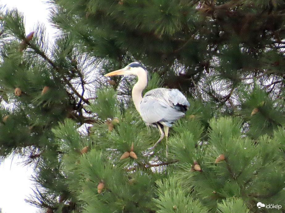 Innen messzebbre ellátok!