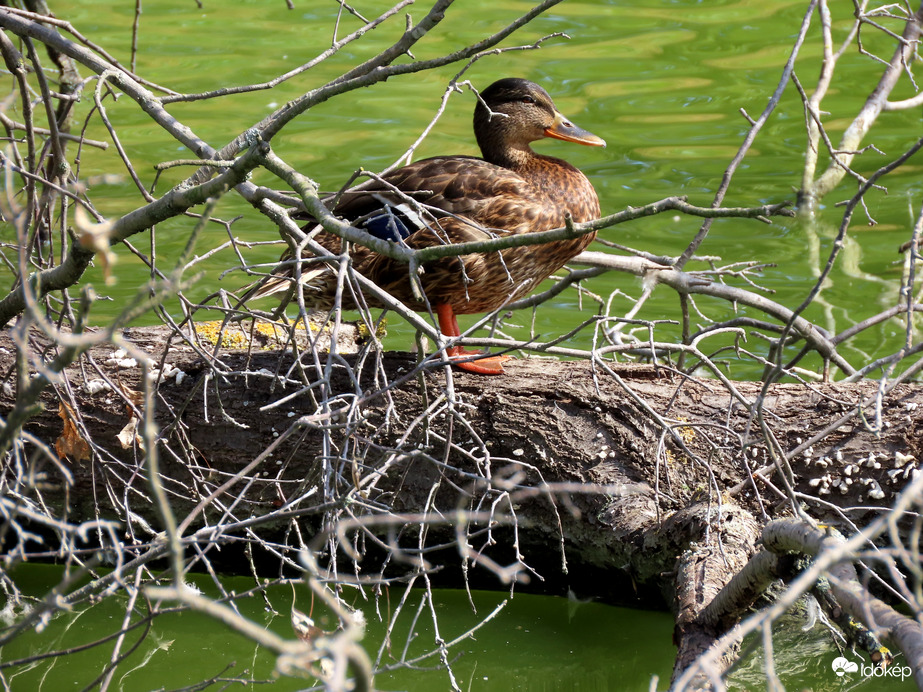 Ebéd utáni pihenő