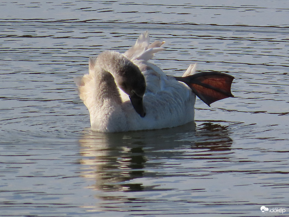 Fiatal hattyú a víztározón