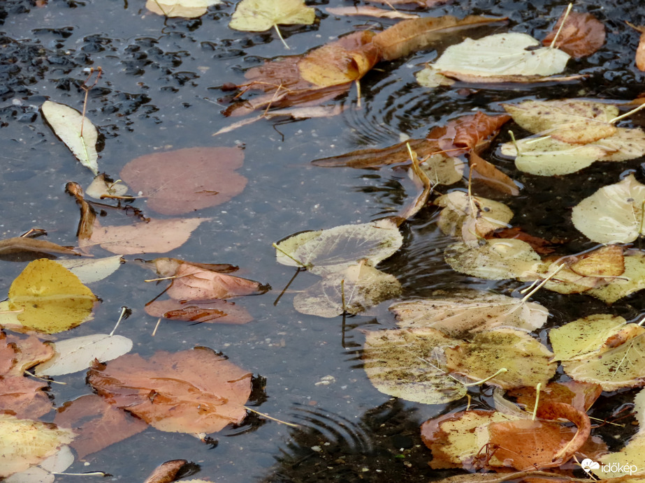 Őszi levelek a pocsolyában