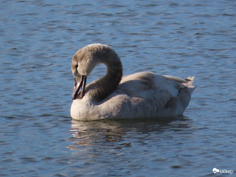 Fiatal hattyú a víztározón