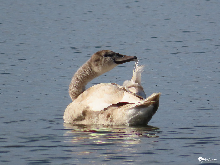 Fiatal hattyú a víztározón