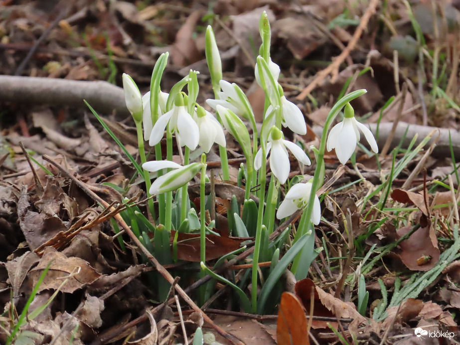 A sziget hóvirágai