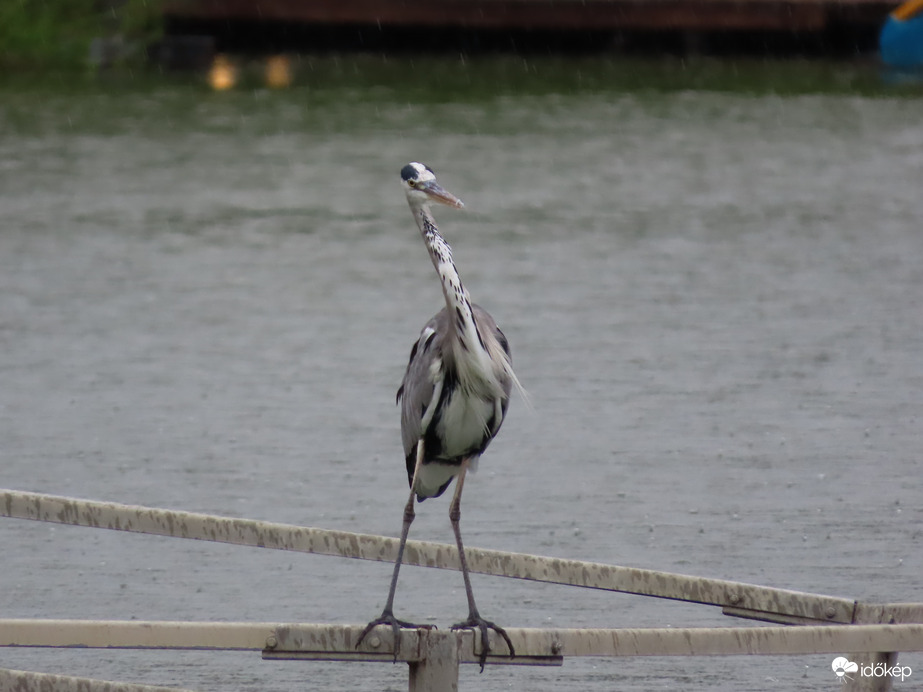 Látom, egyre jobban esik!
