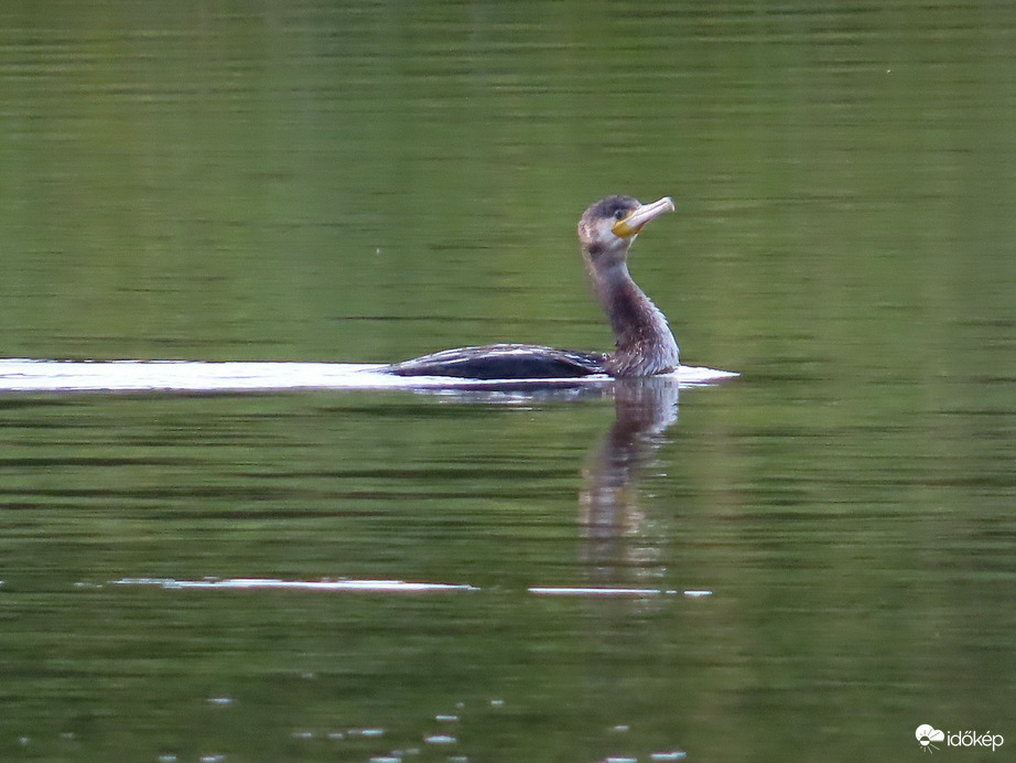 Kárókatona bemutatója