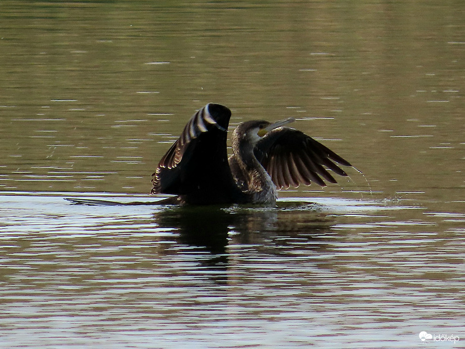 Kárókatona bemutatója
