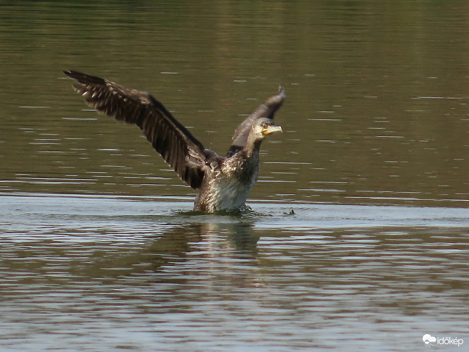 Kárókatona bemutatója