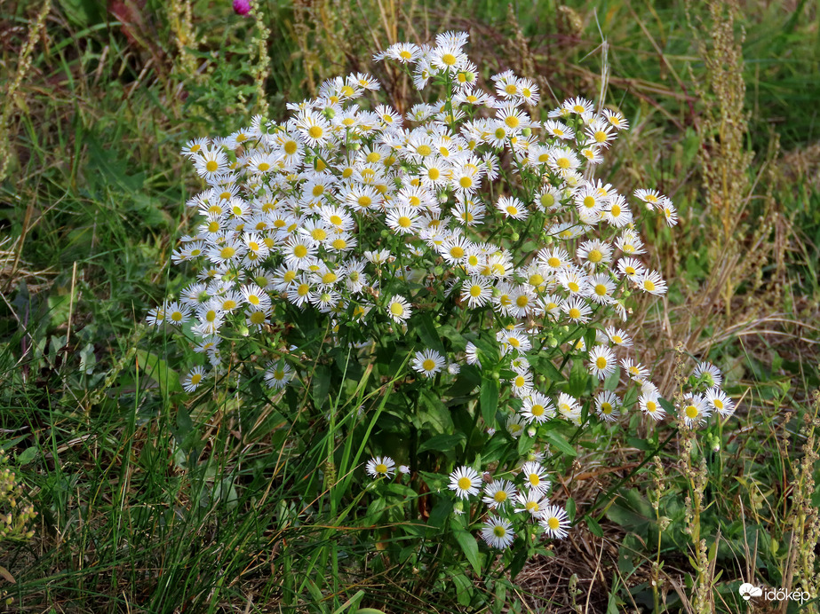 Még sok a vadvirág