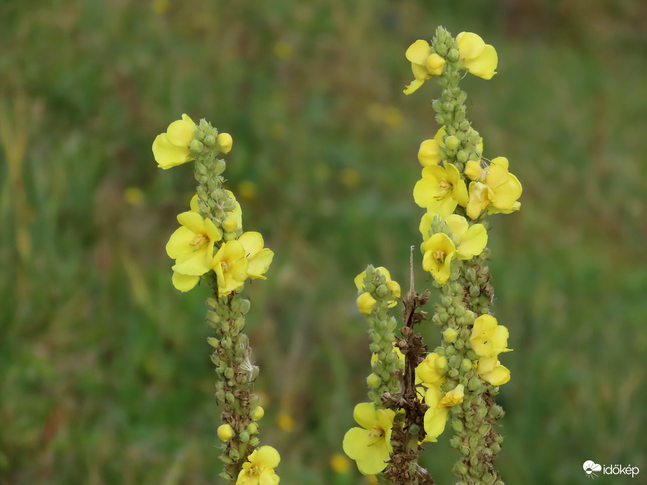 Még sok a vadvirág