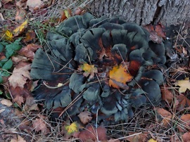 Öreg fa tövében láttam