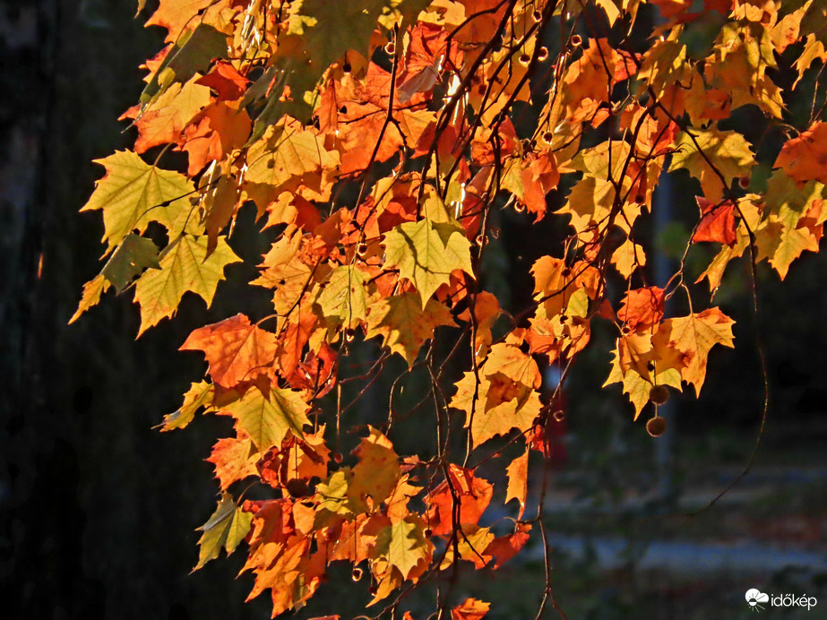 Őszi lomb reggeli fényben