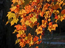 Őszi lomb reggeli fényben