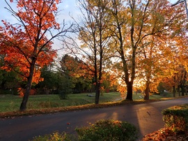 Reggeli fények az útmenti fákon