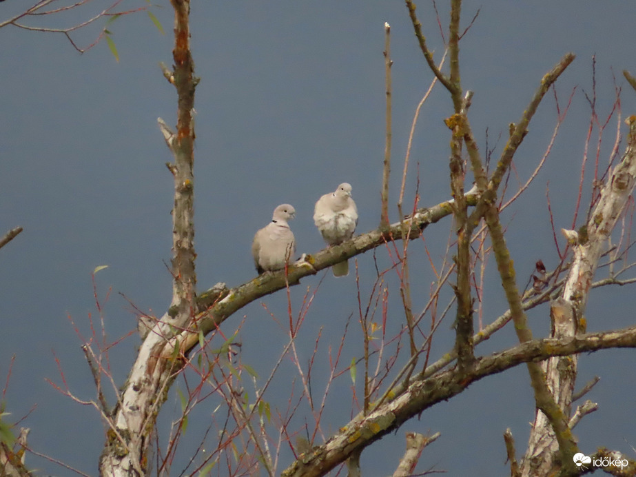 A Balkáni gerlék is a fáról figyelnek
