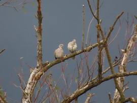 A Balkáni gerlék is a fáról figyelnek
