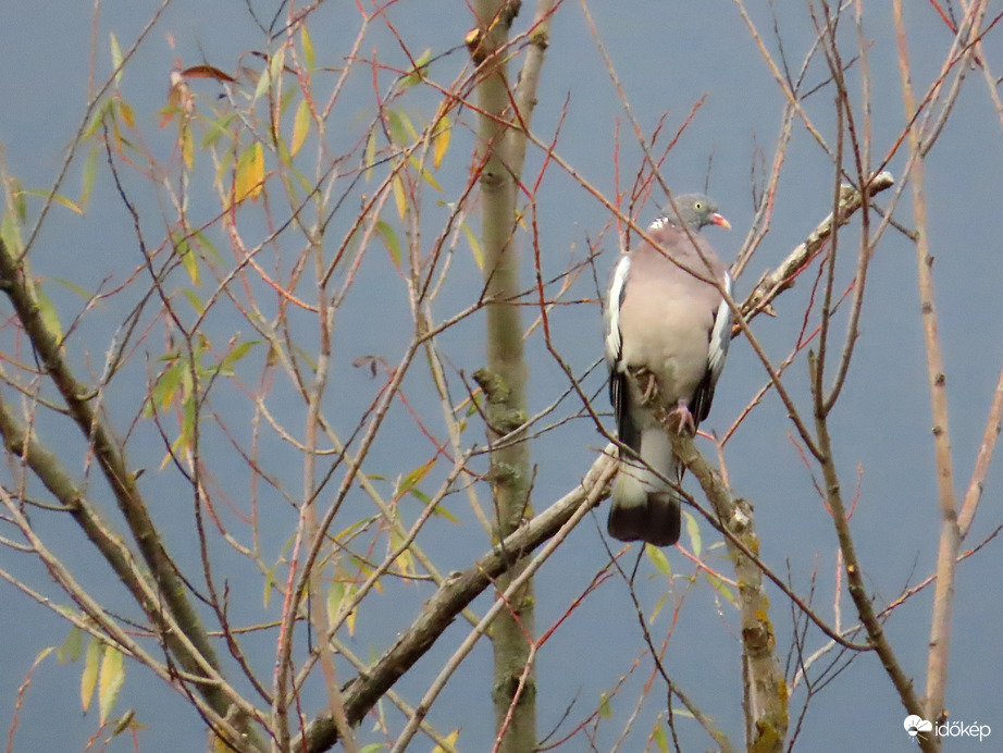 Örvös galamb a magasban
