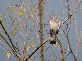 Örvös galamb a magasban