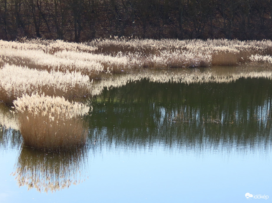 Fénylő nádas tükörben