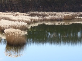 Fénylő nádas tükörben