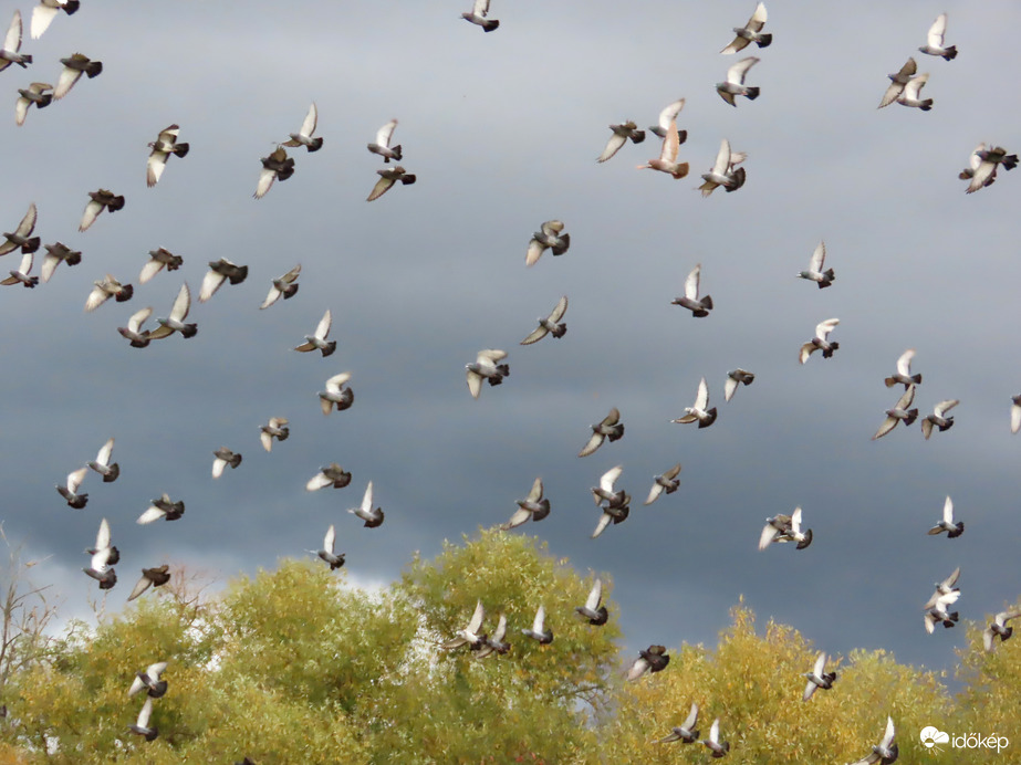 Szárnyaló galambcsapat