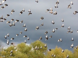 Szárnyaló galambcsapat